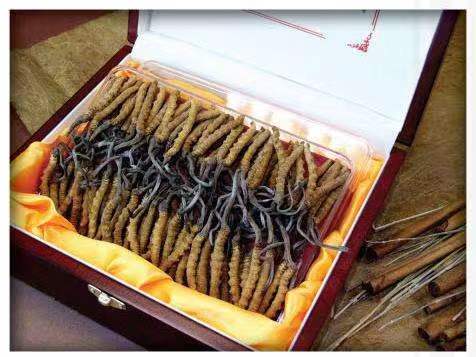 陇南冬虫夏草回收